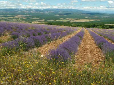 Provence